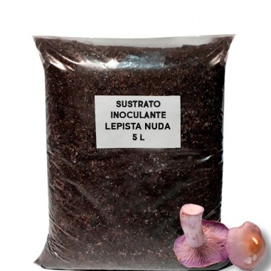 Support inoculant substrate Lepista nuda