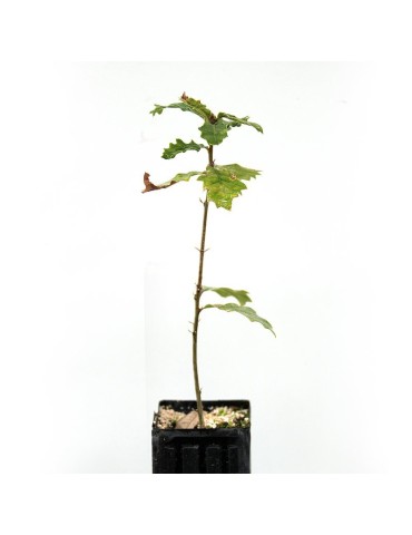 Quercus pubescens... 2