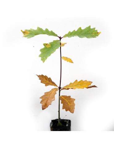 Quercus Pyrenaica mit Boletus Aestivalis – Mykorrhiza Baum 2