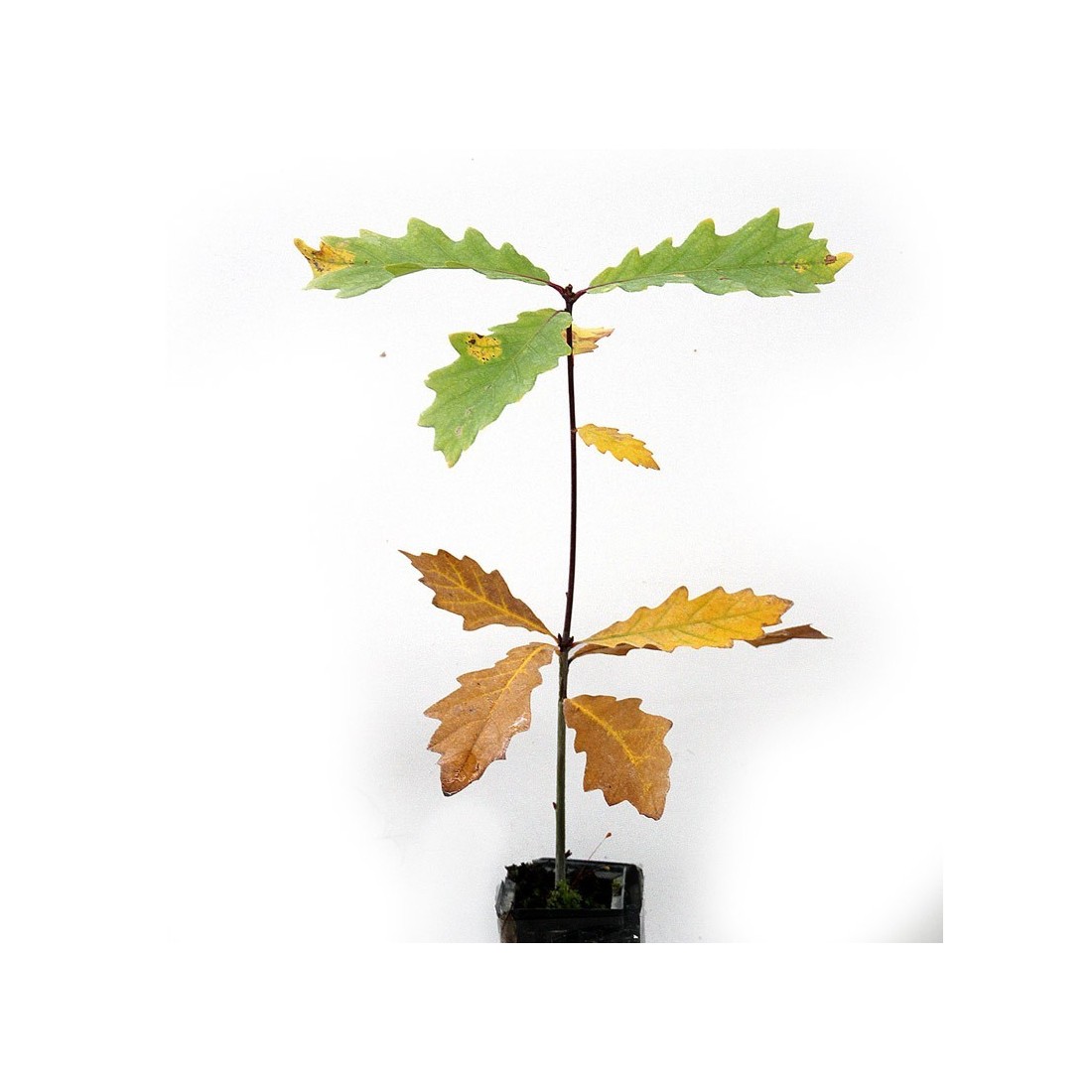 Quercus pyrenaica micorrizados con Boletus aereus