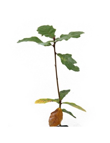 Mykorrhisierte Eiche Quercus petraea mit Boletus aestivalis 2