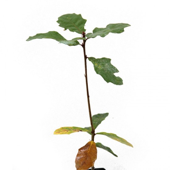 Quercus petraea mycorhizé avec Boletus aereus