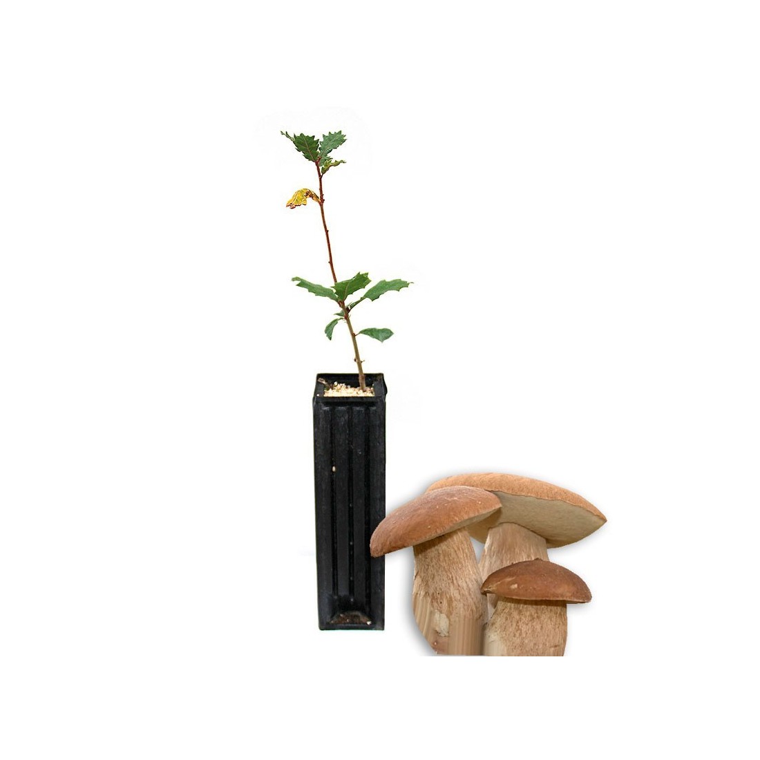 Mykorrhizierter Quercus Faginea mit Boletus Aestivalis Mykorrhizierter Quercus Faginea mit Boletus Aestivalis