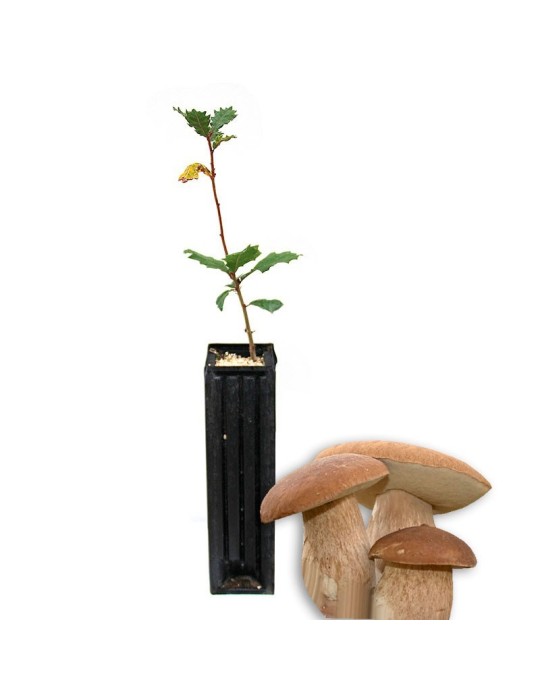 Quercus Faginea Mycorhizé avec Boletus Aestivalis Quercus Faginea Mycorhizé avec Boletus Aestivalis