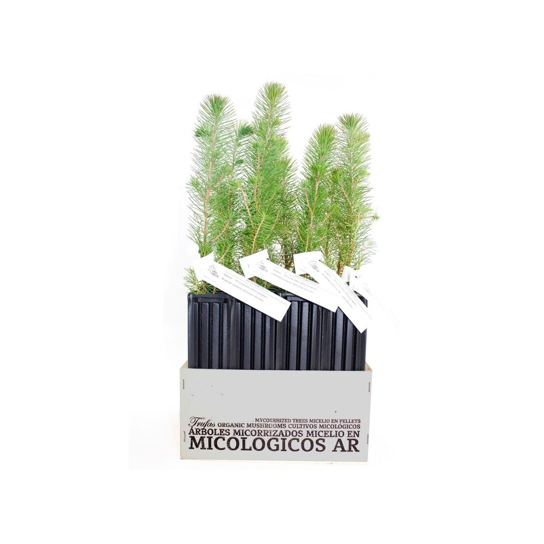 Mykorrhiza-Kiefern Pinus nigra 450cc – Steinpilzernte...