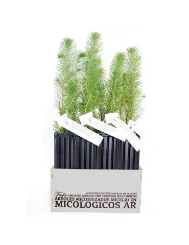 Mycorrhized Pine Tree with Porcini Mushrooms | 450cc Pot 2