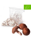 Micelio ECO Pellets Shiitake Donko - Calidad Superior