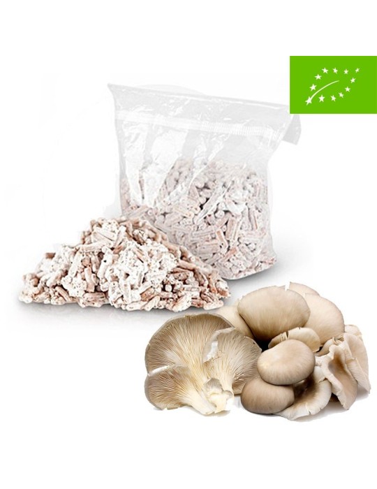 Eco Pellet Mycelium for Oyster Mushrooms - Sustainable... Eco Pellet Mycelium for Oyster Mushrooms - Sustainable...