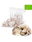 Micelio ECO Pellets para Setas Ostra P. ostreatus