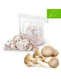 Micelio ECO Pellets para Setas de Cardo P. eryngii