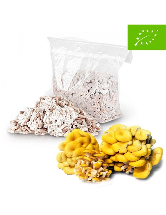 Micelio Pellets ECO para Setas Ostra Amarilla Micelio Pellets ECO para Setas Ostra Amarilla