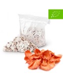 Micelio en pellets ECO de seta de ostra rosa Pleurotus djamor para cultivo ecológico en troncos.