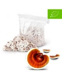 Pilzmyzel ECO-Kugeln für Reishi-Ganoderma lucidum Kultur