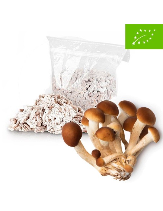 Micelio Pellets ECO para Setas de Chopo - Alta Productividad Micelio Pellets ECO para Setas de Chopo - Alta Productividad