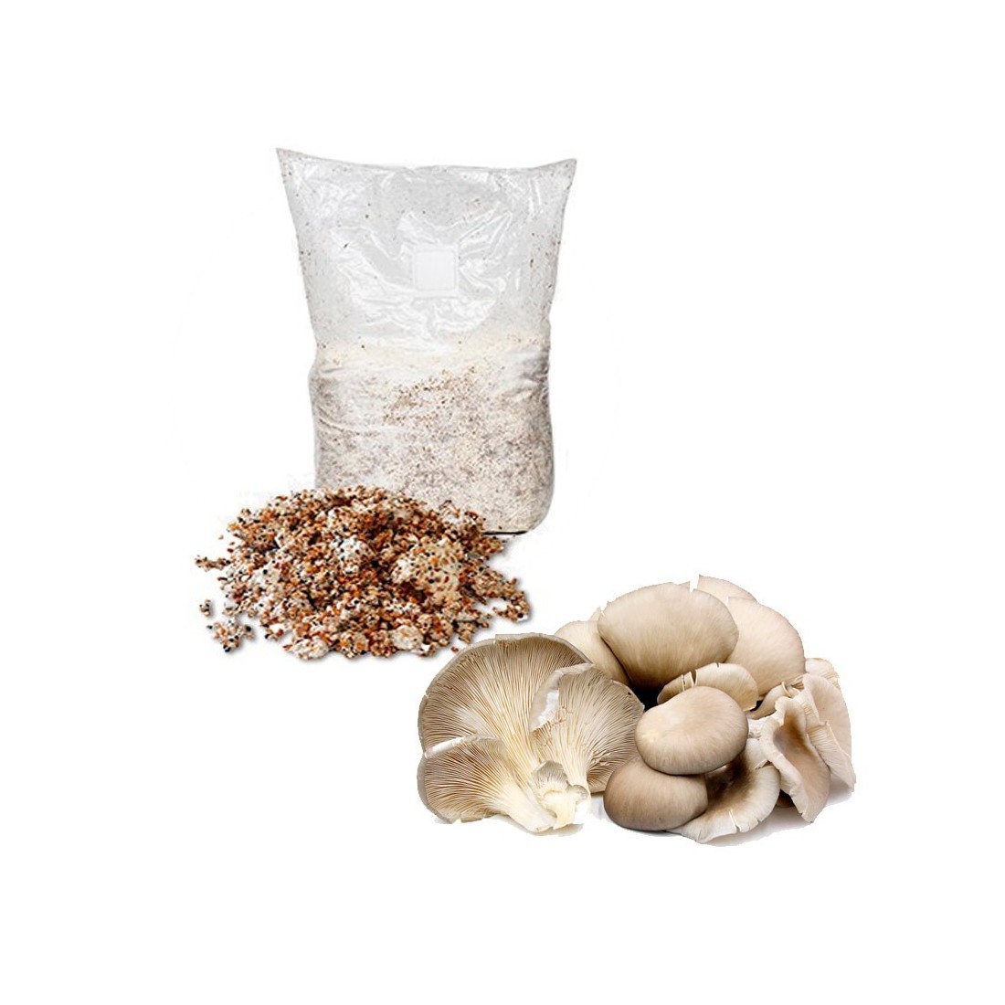 Myzel Körner Austernpilz Pleurotus Ostreatus