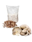 Mycelium Grain Oyster Mushroom Pleurotus Ostreatus