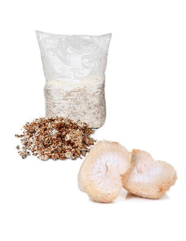 Micelio Grano Melena de León - Hericium Erinaceus