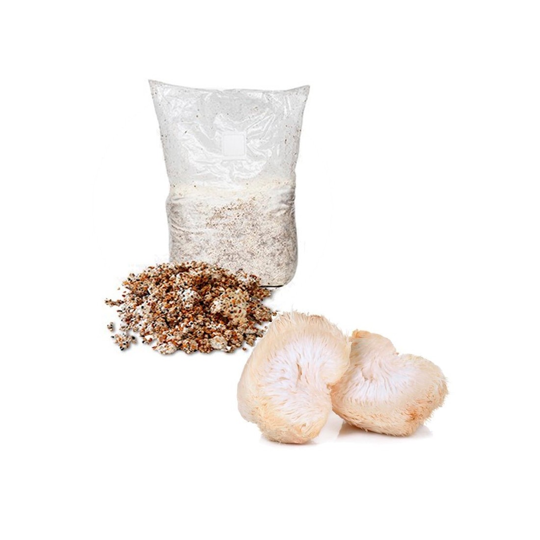 Micelio Grano Melena de León - Hericium Erinaceus Micelio Grano Melena de León - Hericium Erinaceus