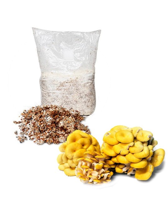 Micelio Grani Pleurotus Citrinopileatus - Coltivazione... Micelio Grani Pleurotus Citrinopileatus - Coltivazione...
