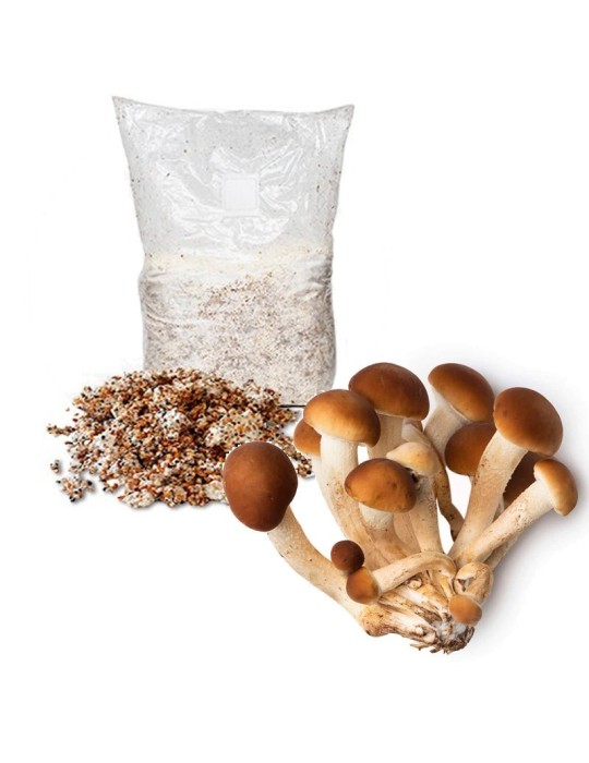 Mycelium-Graupel für Agrocybe Aegerita - Eigenanbau von... Mycelium-Graupel für Agrocybe Aegerita - Eigenanbau von...