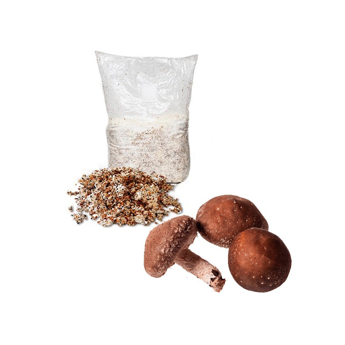 Micelio en Grano para Shiitake - Cultivo Fácil y Sostenible