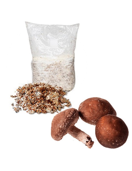thumbnail image 2 of 1 LB Shiitake Mushroom Grain Spawn – US Seller – Ready To Inoculate – Grow Your Own 2 of 4