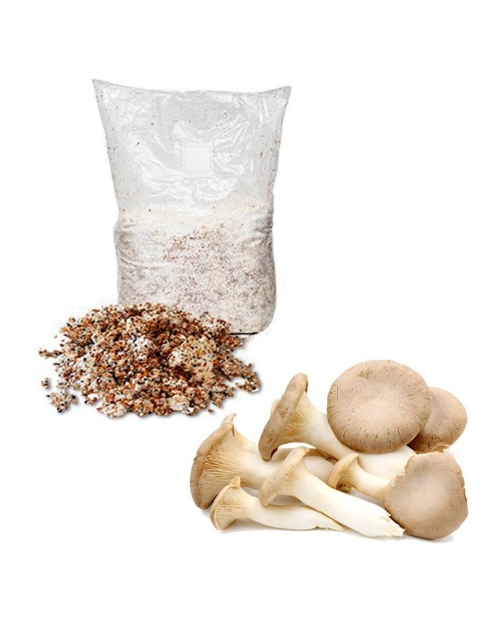 Micélio em Grão Pleurotus Ostreatus - Cultive Cogumelos... Micélio em Grão Pleurotus Ostreatus - Cultive Cogumelos...