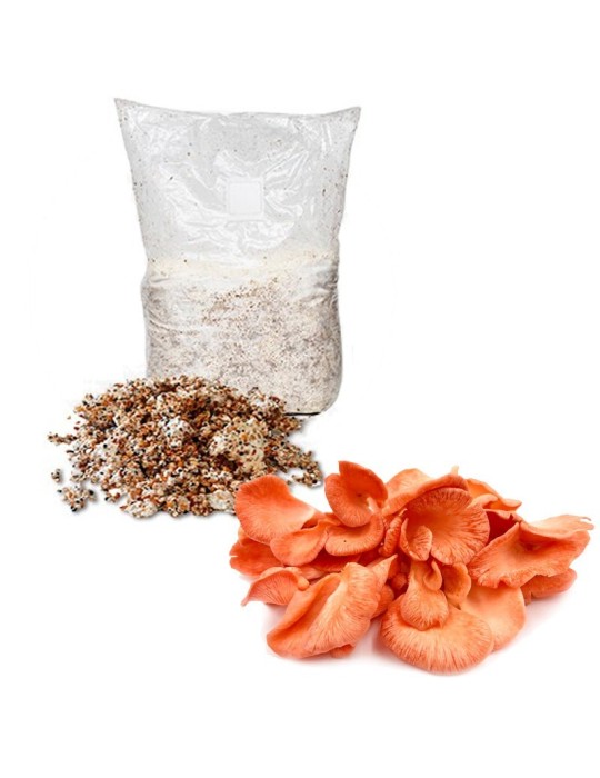 Micelio Grano Pleurotus Djamor - Cultiva Setas Rosa