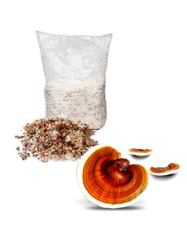 Micelio Reishi Ganoderma lucidum - Coltiva Funghi Medicinali