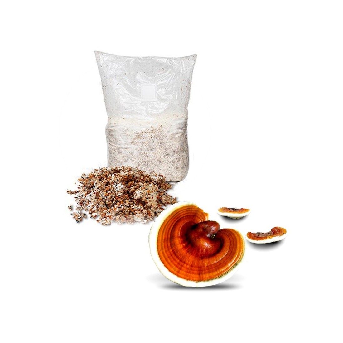 Reishi Micelio Ganoderma lucidum - Heilpilze selber züchten Reishi Micelio Ganoderma lucidum - Heilpilze selber züchten