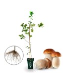 Carvalho Micorrizado Boletus Edulis - Quercus Robur