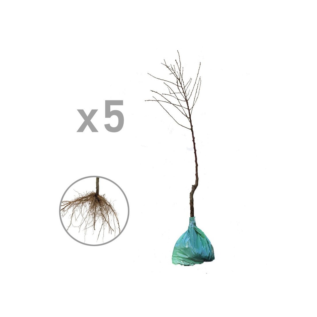 English Oak Mycorrhized with Porcini Mushrooms - Bare Root