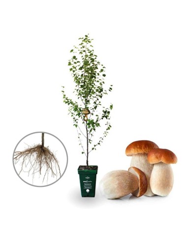Silver Birch Mycorrhizal with Porcini Mushrooms - Betula...