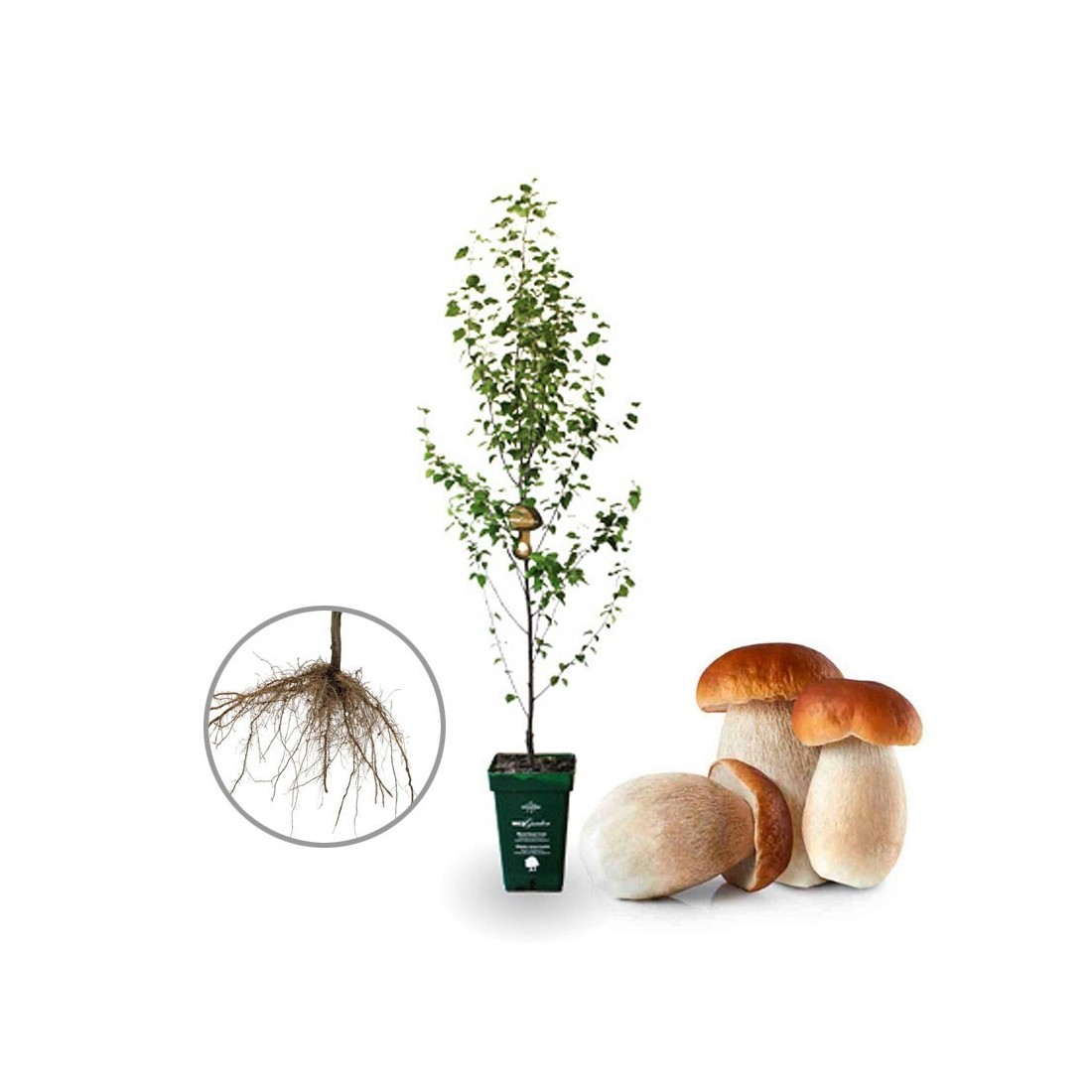 Abedul micorrizado con boletus. Betula pubescens Raíz desnuda | suelos húmedos