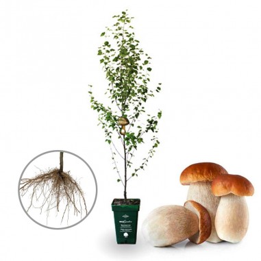 Mykorrhiza-Birke mit Steinpilzen....
