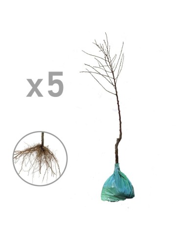 Eiche mykorrhiziert mit Steinpilzen – Quercus robur 7,5l 2