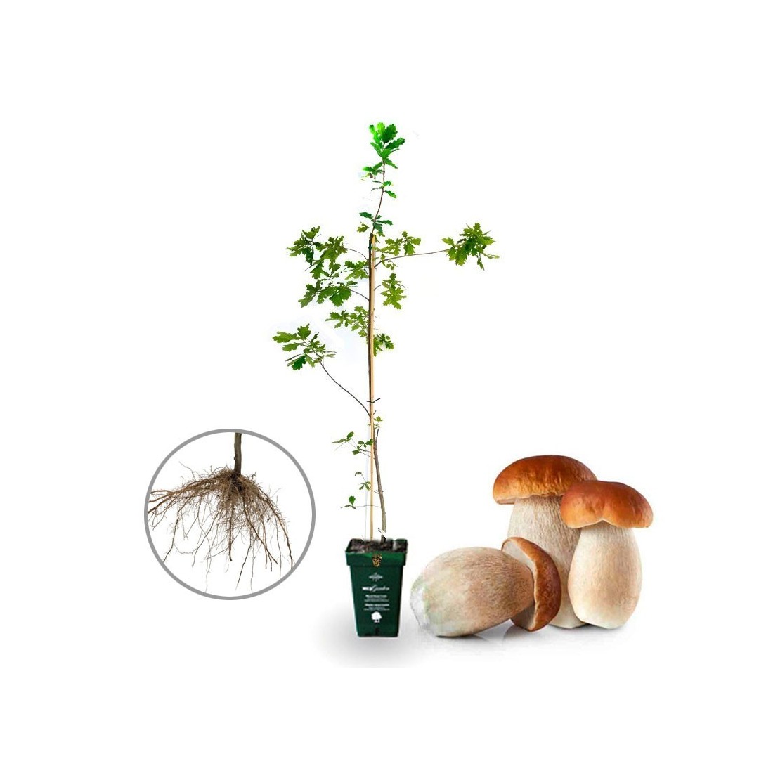Chêne Mycorhizé Boletus Edulis 7,5L