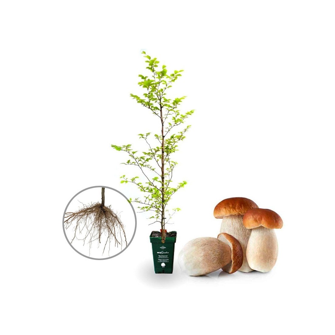 5 uds Haya púrpura micorrizada con boletus. Fagus sylvatica \"atropunicea\" . Raíz desnuda | heladas -25 ºC