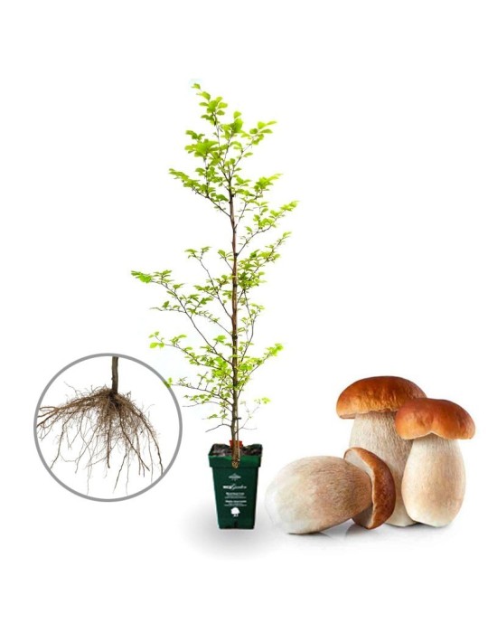 5 uds Haya púrpura micorrizada con boletus. Fagus sylvatica \"atropunicea\" . Raíz desnuda | heladas -25 ºC