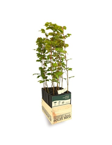 Beech mycorrhizated with... 2