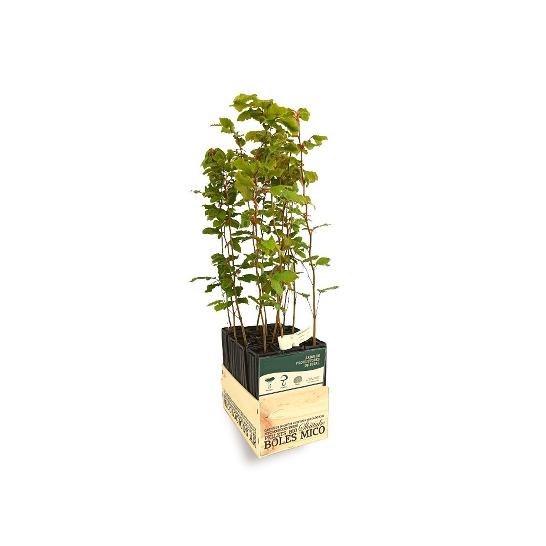 Beech Trees Mycorrhized with Boletus Edulis - Pack of 12