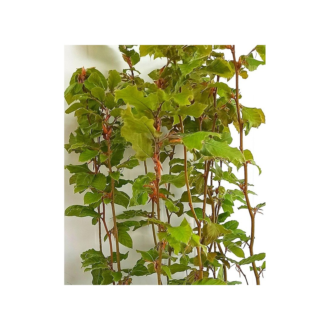 Hêtres Mycorhizés Cèpes - Fagus Sylvatica