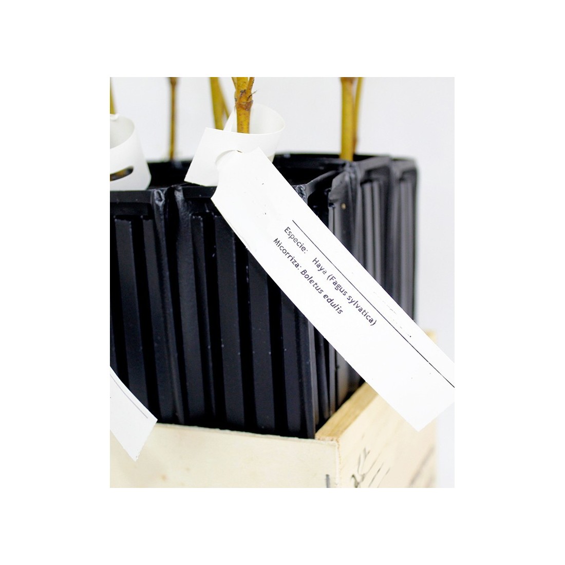 Hêtres Mycorhizés Cèpes - Fagus Sylvatica