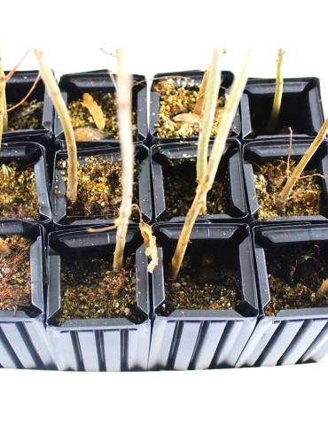 Beech Trees Inoculated with Boletus Edulis - Set of 12 2