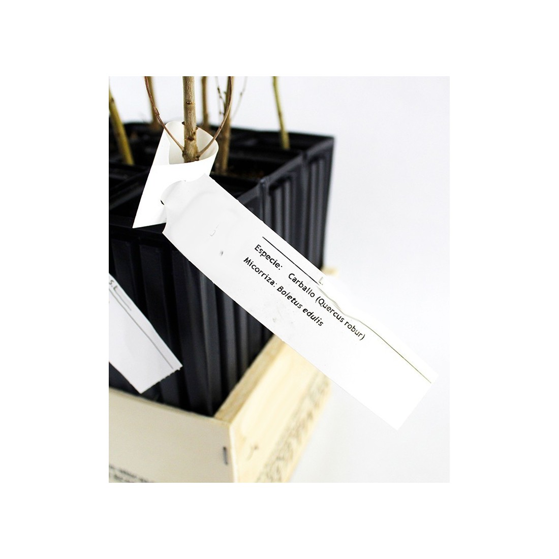 Mykorrhizierte Buche mit Porcini - Eigenproduktion von...