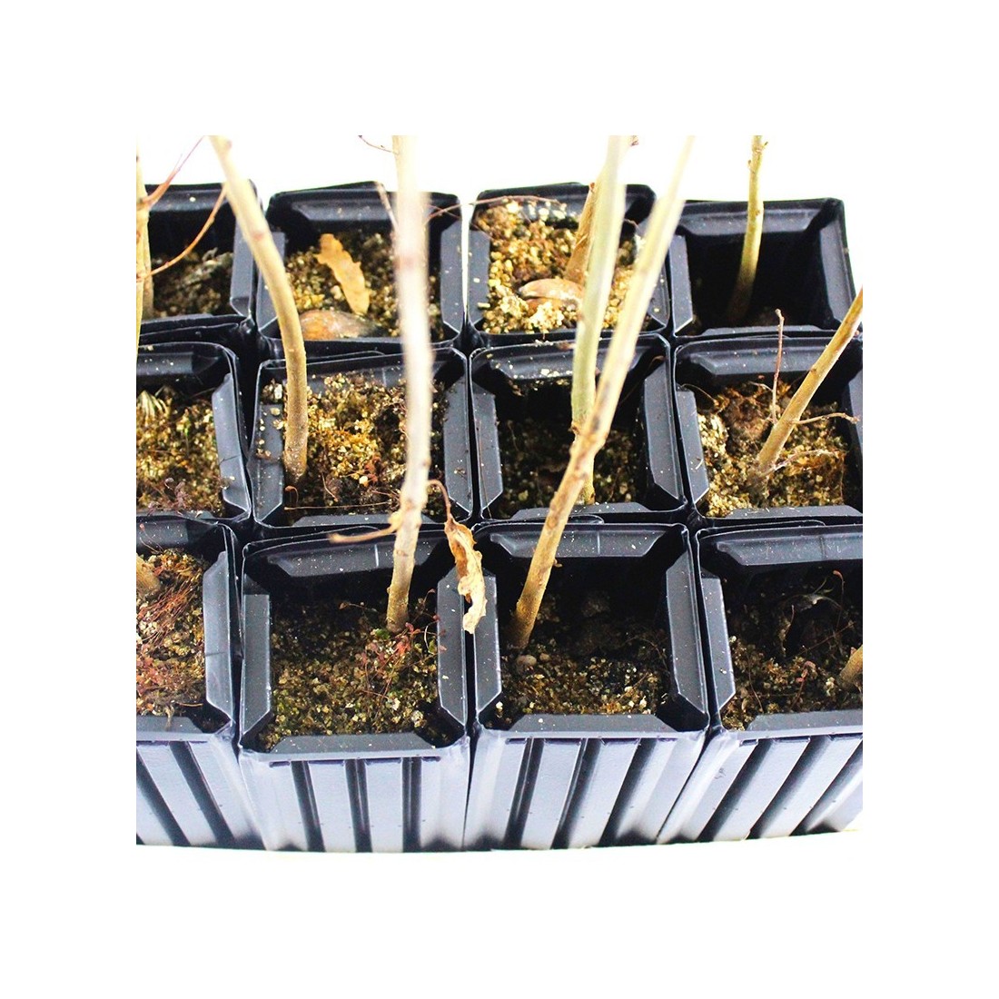 Mykorrhizierte Buche mit Porcini - Eigenproduktion von...