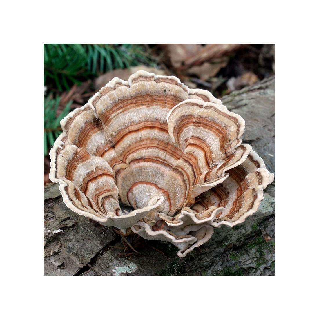 Cola de Pavo BIO Coriolus versicolor | Suplemento Natural