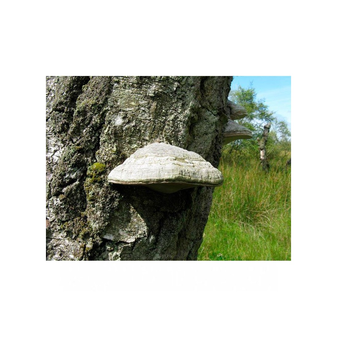 Polvere Fungo Tintorio Biologico Fomes Fomentarius