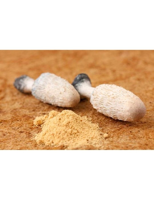 Bio Tintenpilz - Coprinus comatus Superfood