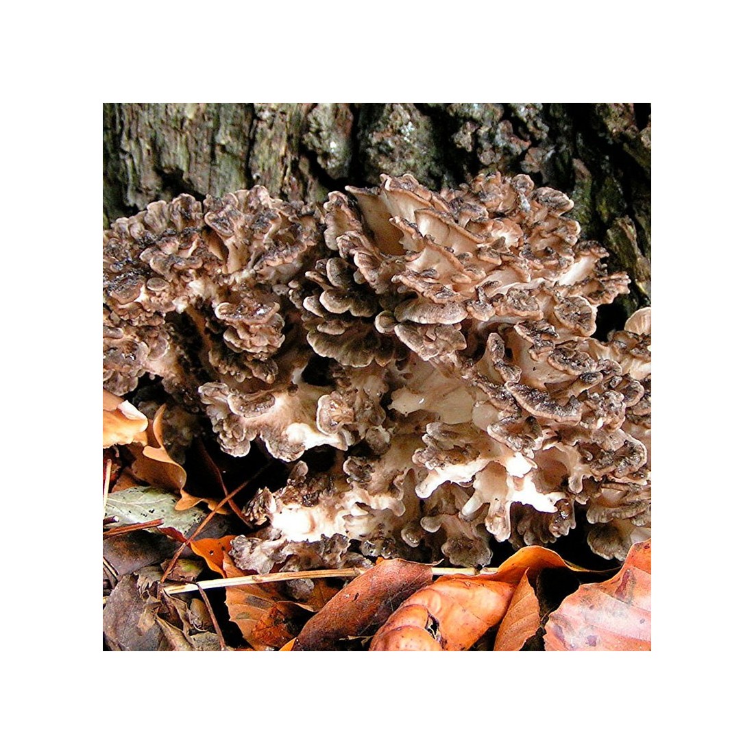 Pó Maitake Biológico Grifola Frondosa